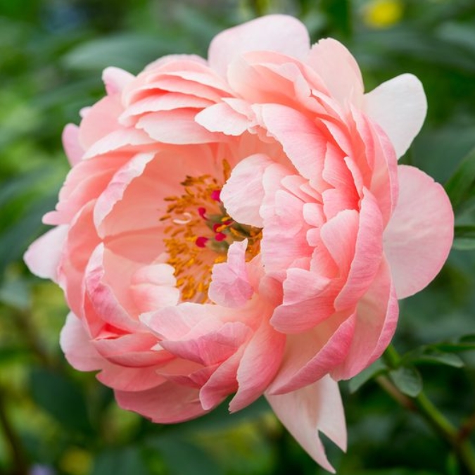 Peonia Coral Charm 60cm