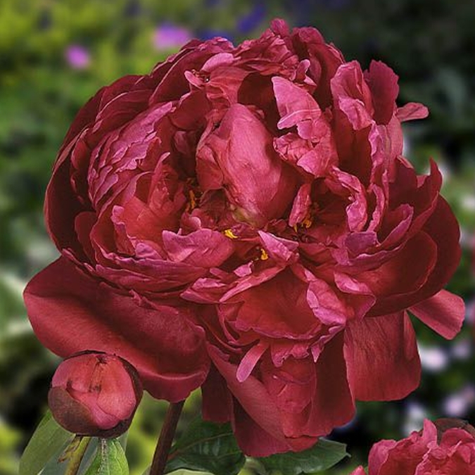 Peonia Red Sarah Bernhardt 55cm