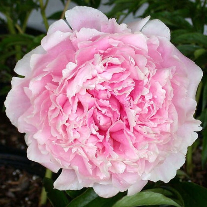 Peonia Sarah Bernhardt 55cm