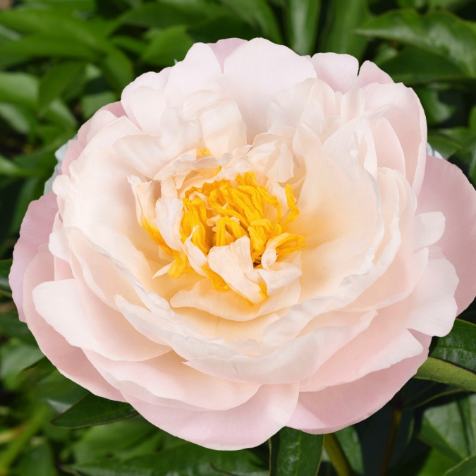 Peonia Miss America 50cm