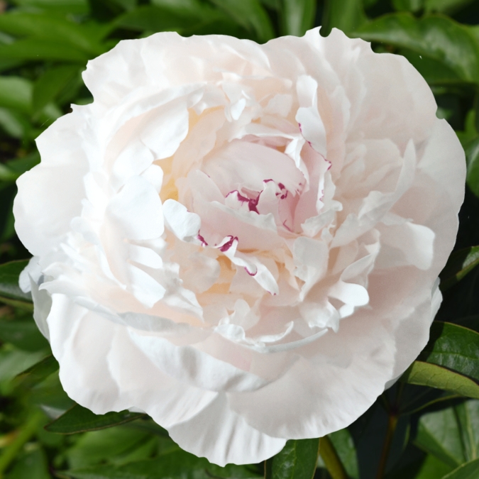 Peonia Odile 55cm