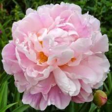 Peonia Catharina Fontijn 50cm