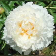 Peonia Bowl of Cream 55cm