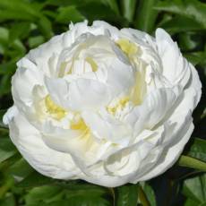 Peonia Duchesse de Nemours 50cm