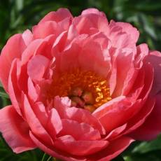 Peonia Pink Hawaiian Coral 45cm