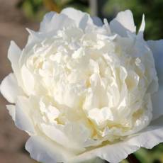 Peonia Madame Claude Tain 55cm