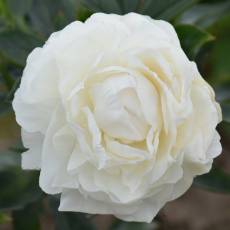 Peonia Princess Bride 55cm