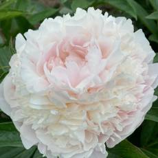 Peonia Florence Nicholls 50cm
