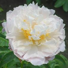 Peonia In Full Sail 55cm