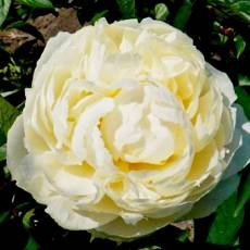 Peonia Mary E. Nicholls 55cm