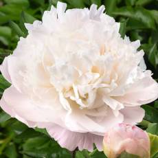Peonia Moon over Barrington 55cm