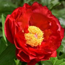 Peonia Mackinac Grand 55cm