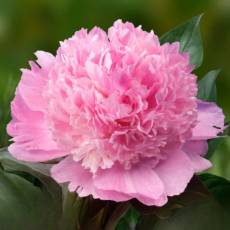 Peonia Alertie 40cm.